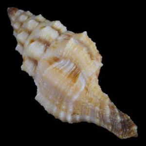LATIRUS DEYNZERORUM f. B (Balut Isl., Filipinas) 33,2 mm #47316 - Imagen 1 de 4