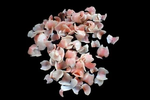 Bastelbedarf - Rosa Chiton Ventile - 6-9mm (100 Stk.) - Bild 1 von 2