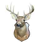 White Tail Deer Taxidermy Mounted White Tail Head 10 Point Buck Whitetail Mount