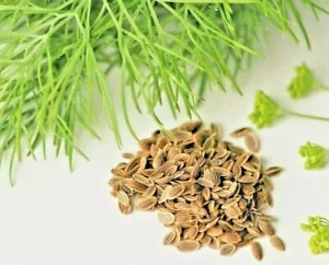 800+ DILL SEEDS SPRING PLANTING FRESH NON-GMO HEIRLOOM HERB SPICE VEGETABLE USA - Picture 1 of 2