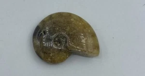 Ammonite Fossil Madagascar 1 1/2 in Polished Reiki Healing Crystal JB12 - Imagen 1 de 4