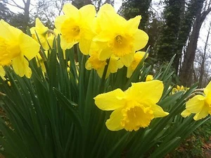 50 WILD DAFFODIL bulbs LENT LILY,BUTTERCUP - Picture 1 of 3
