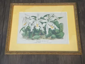Van Houtte - Orchid. 220 - 1845 Flore des Serres Lithograph Framed and Matted - Picture 1 of 19