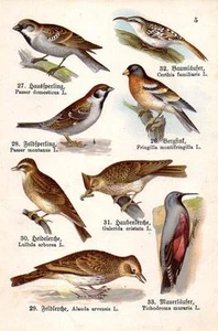 1910 SCHREIBER ATLAS CHROMO Birds: brambling, treecreeper, skylark, woodlark .. - Picture 1 of 2