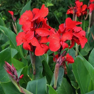 Canna Indica Samen • Red Flag - Bild 1 von 4