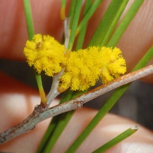 BURKITT'S WATTLE 10 Seeds | Acacia Burkittii Sacred Shaman Medicinal Rare Plant - Picture 1 of 10
