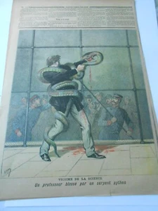 1893 Un professeur blessé par un serpent python  Illustration Gravure - Imagen 1 de 1