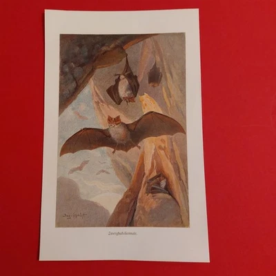 Orig.(1915)Bildtafel  Zwerghufeisennase - Bild 1 von 4