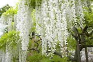 20 x White Wisteria Seeds - Hardy Climber, Stunning & unusual white Flowers - Picture 1 of 3