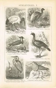 Pizarra IBIS / KIEBITZ / GARZA / ANIUMA 1895 Grabado en madera original - Imagen 1 de 1