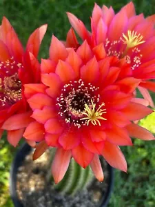 NEW,ECHINOPSIS,Hybrid,HYPNOSIS, T. Cereus,Plant,Blooming,Cactus,Succulent - Picture 1 of 4