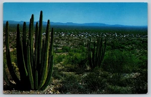 Postkarte Arizona Ajo Orgelpfeife Kaktus National Monument Campground um 1960 AZ - Bild 1 von 2
