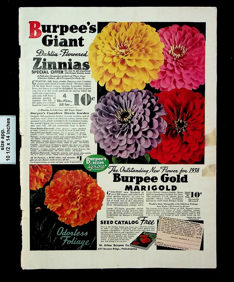 1937 Burpee Oro Caléndula Flores Zinnias Semillas Catálogo Vintage Impresión Anuncio 26199 Foto 1 de 1
