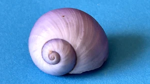 JANTHINA JANTHINA (VIOLET SEA SNAIL) F+++ 17-24 MM - Picture 1 of 8