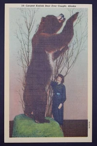 Alaska ~ Largest Kodiak Bear Ever Caught, Alaska~ Unposted Divided-back Postcard - Picture 1 of 2