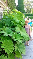 GUNNERA MANICATA 1 Pianta in vaso 7x7x8 cm pianta dei dinosauri rabarbaro giant
