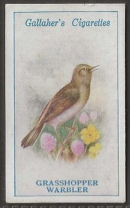 GALLAHER-BRITISH BIRDS 1923 (BY GEORGE RANKIN)-#001- GRASSHOPPER WARBLER 