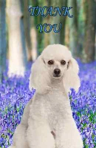 Poodle THANK YOU ref PIDPOO2 A5 Personalised Greeting Dog Design - Picture 1 of 1