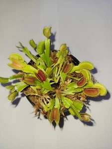 3 small Venus Flytraps (Fly Trap Carnivorous Plants) Dionaea Muscipula - Picture 1 of 3