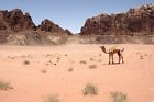 A Camel, Grasses, And Mountains In Wadi Rum Desert Jordan Photo Poster Art Print