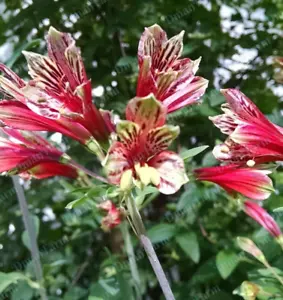 40 Peruvian Parrot Lily Hummingbird Flower Alstroemeria Psittacine Tubers - Picture 1 of 12