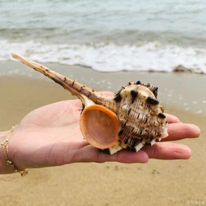 Pipa Natural Concha Caracol de Mar Elegante Adorno Acuario Pecera Decoración Moderna - Imagen 1 de 12
