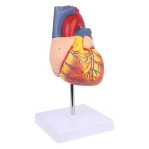 Mensch Herz Anatomisch Modell Set 1:1 Leben Größe Ungiftig Abnehmbare für Lehre - Bild 1 von 24
