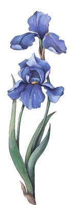 蓝色虹膜原创水粉画15'x5'植物插图 — 第 1/4 张图片