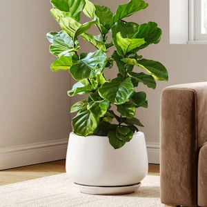 Ceramic Planters, 12 Inch Pots for Plants, Indoor Plant Pots with Drainage Holes - Picture 1 of 12