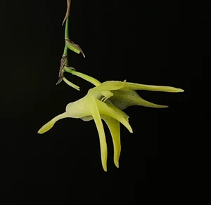 Profumo Orchidea Aeranthes dentiens, con germoglio di fiori - Foto 1 di 3