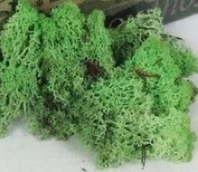 BIOTOPE AQUATICS LTD Dried Reindeer Moss - MINT PEA GREEN perfect for air plants crafts tillandsia