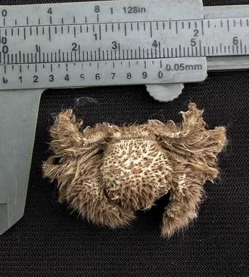 CRABS/Deep sea crab species preserved dried crabs - Image 1 of 2