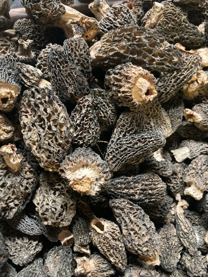 Dried Wild Grey-Green Morel Mushrooms from the USA, Wild Crafted 2025 Crop - Image 1 of 1