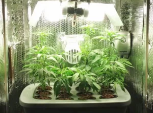HYDRO GROW BOX KING 12 Grow SITE DWC 4ft x 2ft x 2 ft complet grow kit - Picture 1 of 4
