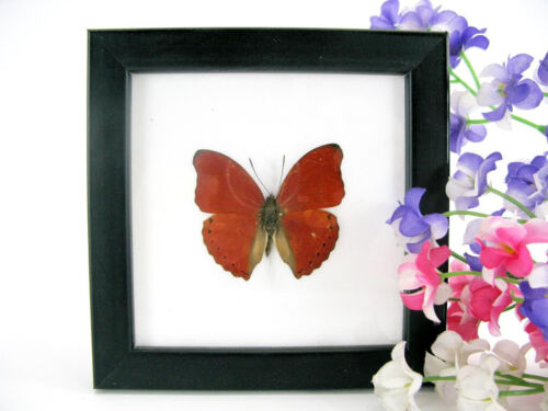 Red Glider - echte, prachtige vlinderpreparatie, in de vitrine, museumkwaliteit