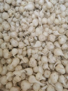 30 x Allium triquetum Bulbs. Edible, Wild Onion/garlic flavour and easy to grow. - Picture 1 of 2