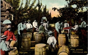 FAYETTEVILLE, ARKANSAS - PEAR ORCHARD & PICKERS - OLD POSTCARD - Picture 1 of 2