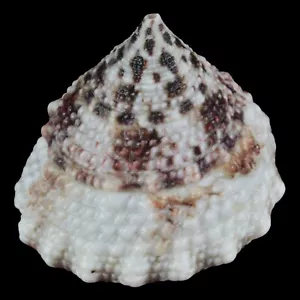 TROCHUS MACULATUS (Nocnocan Isl., Philippinen) 20,7 mm #34322 - Bild 1 von 4