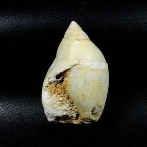 Piedra preciosa natural cabujón druso fósil caracol suelta para joyería 82 quilates - Imagen 1 de 8