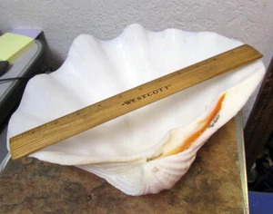 vintage Large 12 inch Clam Shell Trinket dish w attached bottom stand decor item - Picture 1 of 8