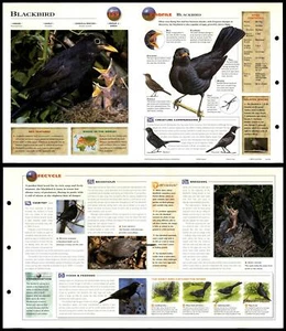 Blackbird #159 Birds - Wildlife Explorer Fold-Out Card - Picture 1 of 1