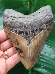 12,1 cm gemusterter Zahn des Megalodon - Haizahn Fossil - Bild 1 von 7