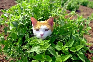 30 CATNIP SEEDS,PET SUPPLEMENT,GROW YOUR OWN KITTY PET FOOD,NEPETA CATARIA,HERB - Picture 1 of 3