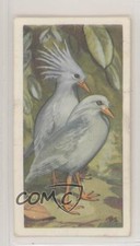 1963 Brooke Bond Wildlife in Danger Tea Kagu #34 0e3