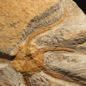 Protasterid- Upper Ordovician- El Kaid Rami -MOROCCO AH07 - Picture 1 of 7