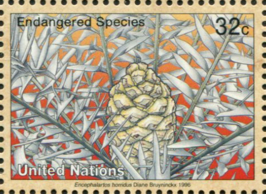 UN New York #Mi710 MNH 1996 Cape Blue Cycad Encephalartos horridus [677] - Image 1 of 1