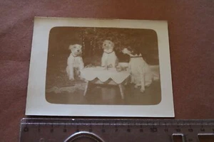 gran foto antigua - tres perros celebrando Navidad - años 20-30 - Imagen 1 de 3