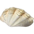 Vintage Fluted Giant Tridacna Clam Natural Decorative Sea Shell