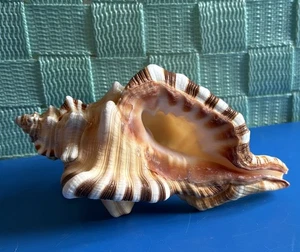 ~❤️~ Cymatium Perryl responsibly harvested sea shell 11-12cms "C" Grade Damage - Picture 1 of 6