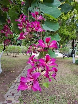 10 Bauhinia Orchid Seeds Butterfly Cercis Fragrant Bonsa Blakeana purpurea Free - Image 1 of 4